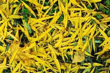 Close-up of bright yellow willow leaves. Abstract autumn background. Fantastic vibrant leaves on the grass
