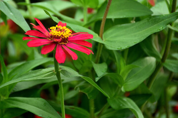 red and yellow flower