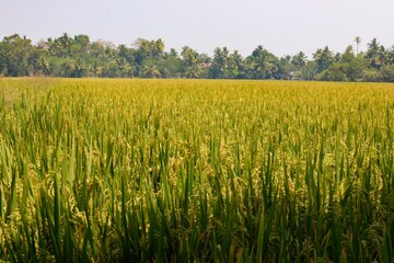 green wheat field