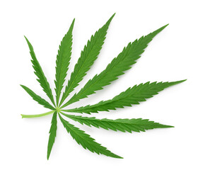 Cannabis leaf isolated on white background with clipping path and full depth of field