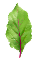Beetroot leaf isolated on white background with clipping path
