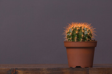 cactus with yellow spines in a brown pot stands on a wooden table