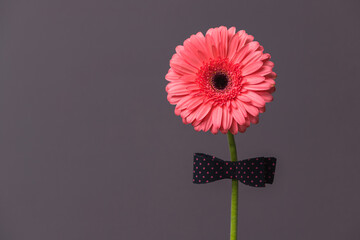 pink gerbera flower with a bow tie on the stem
