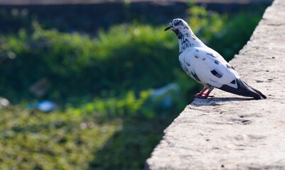 dove on the rock