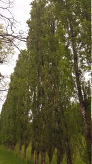 All&eacute;e de long arbres