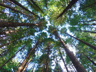 Fototapeta premium BOSQUE SECUOYA