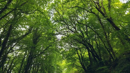 Piste vélo à travers la forêt
