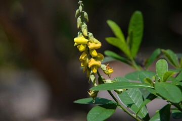 yellow flowers on a green background