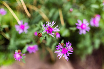 Flowers and leaves. Spring Summer. Bloom. Green, red and yellow colors. Saturated colors. Medicinal plants. Pollination by bees.