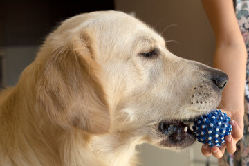 cute golden retriver home close up