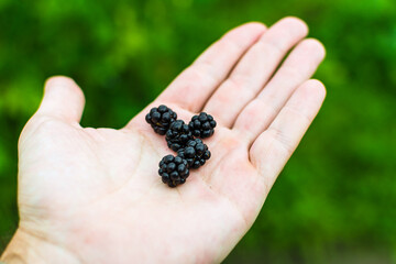 Blackberry fruits on hand. Green background. Macro filming. Healthy eating with fruits. Natural berries. Summer. Harvesting. Black berries.