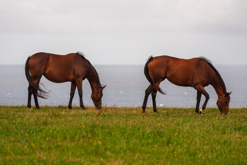 Naklejka na ściany i meble two horses eating atlantic landscape