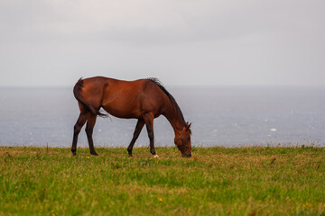 Fototapeta na wymiar one horse eating atlantic landscape