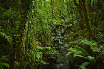 Obraz premium cascade in asturias spain forest