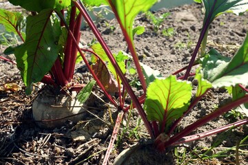 Beets grow on the ground. Vegetable garden and harvest concept