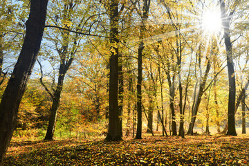 Fototapeta premium Landschaft 871