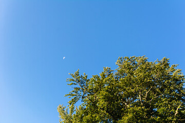 Moon in the sky and a tree in the foreground. Nature. Relaxation and inspiration. Travels. Sunny weather. Morning, afternoon and evening. A sky without clouds.