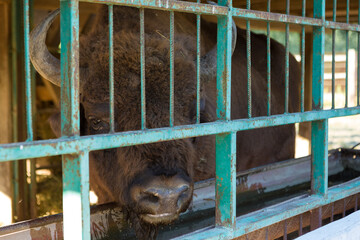 European bison - Bison bonasus .in the Moldavian reserve. © Mountains Hunter