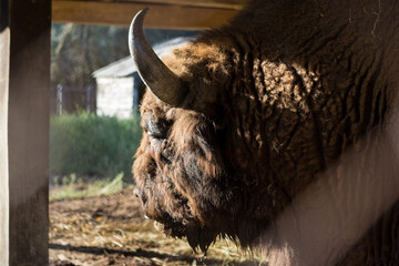 European bison - Bison bonasus .in the Moldavian reserve. © Mountains Hunter