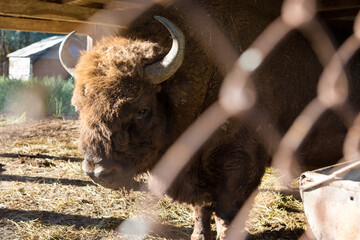 European bison - Bison bonasus .in the Moldavian reserve. © Mountains Hunter