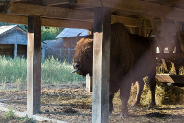 European bison - Bison bonasus .in the Moldavian reserve. © Mountains Hunter
