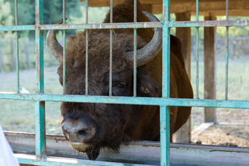 European bison - Bison bonasus .in the Moldavian reserve. © Mountains Hunter