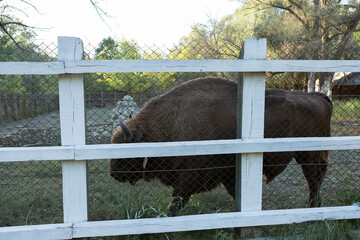 European bison - Bison bonasus .in the Moldavian reserve. © Mountains Hunter