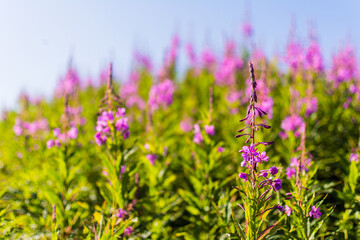 Obraz premium Flowers and leaves. Spring Summer. Bloom. Green, red and yellow colors. Saturated colors. Medicinal plants. Pollination by bees.