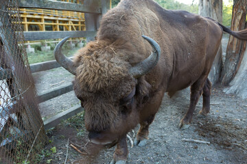 European bison - Bison bonasus .in the Moldavian reserve. © Mountains Hunter