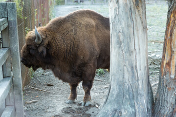 European bison - Bison bonasus .in the Moldavian reserve. © Mountains Hunter