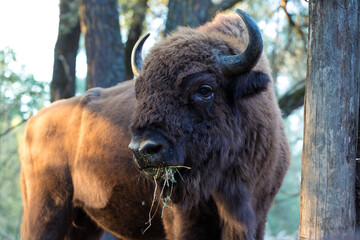 European bison - Bison bonasus .in the Moldavian reserve. © Mountains Hunter
