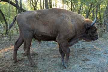 European bison - Bison bonasus .in the Moldavian reserve. © Mountains Hunter