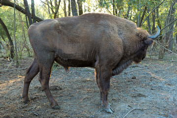 European bison - Bison bonasus .in the Moldavian reserve.