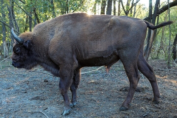 European bison - Bison bonasus .in the Moldavian reserve. © Mountains Hunter