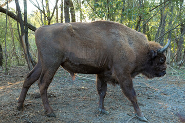 European bison - Bison bonasus .in the Moldavian reserve. © Mountains Hunter