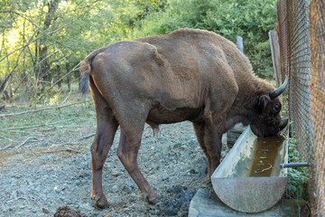 European bison - Bison bonasus .in the Moldavian reserve. © Mountains Hunter