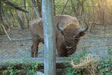 European bison - Bison bonasus .in the Moldavian reserve. © Mountains Hunter