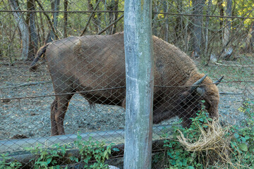European bison - Bison bonasus .in the Moldavian reserve. © Mountains Hunter