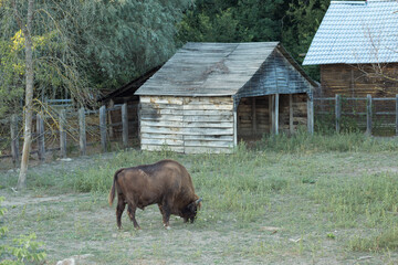 European bison - Bison bonasus .in the Moldavian reserve. © Mountains Hunter