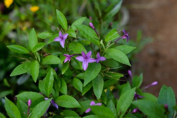 pink flowers in the garden
