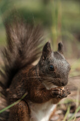 Fototapeta premium Extreme close-up of a black squirrel holding food
