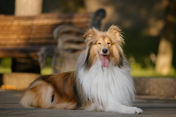 The Rough Collie dog walking. City dog. Long Haired dog