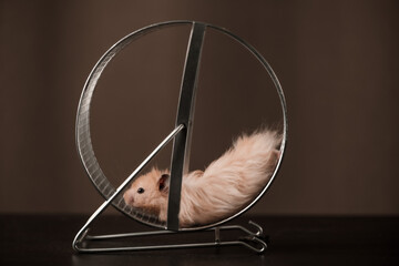 Hamster runs in a metal wheel