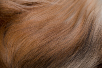 Furry long hair of brown and white dog background