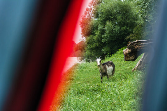 A Goat Grazes The Grass On The River Bank. Inside The Tent. Fauna. Pets. Agriculture. Camping. Gloomy Weather And Rain. Green Color.