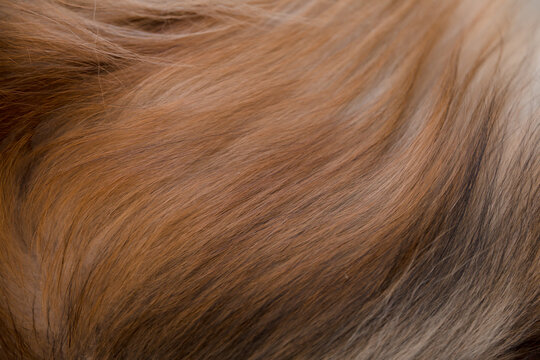 Furry Long Hair Of Brown And White Dog Background