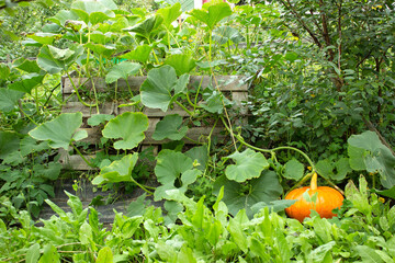 Large orange gourd growing on a compost heap