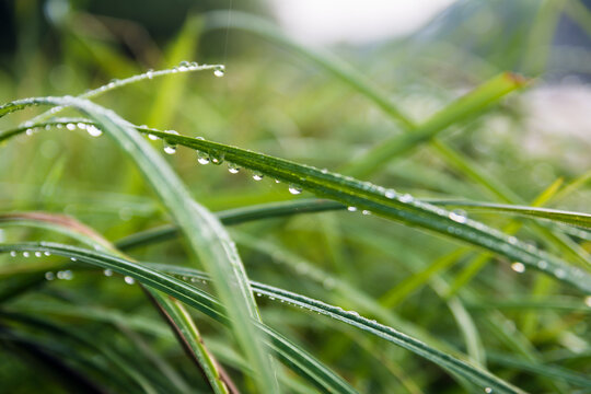Morning dew on the grass. Green colors. Nature and recreation. Appeasement. Spring Summer Autumn. Macro shot of grass with water drops. Freshness.
