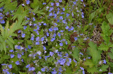 forget-me-nots flowers in spring