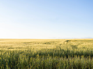 Fototapeta na wymiar View of a wheat field with ripe golden ears